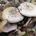 Do you know how forest champignon differs from ordinary champignon? All about the cap mushroom! 