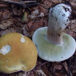 White mushrooms photo
