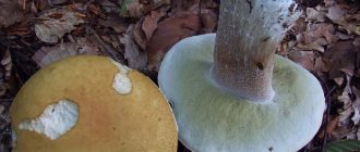 White mushrooms photo