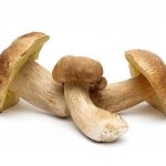 Белые грибы можно успешно выращивать в сарае