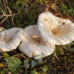 White milk mushrooms