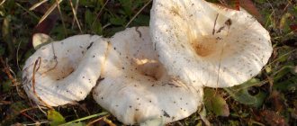 White milk mushrooms