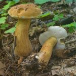 Белый гриб и его опасные или малосъедобные двойники