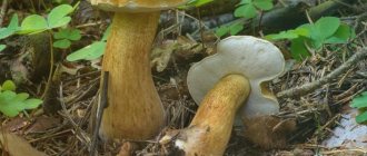 White mushroom and its dangerous or inedible counterparts