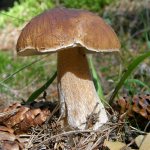 boletus - porcini mushroom