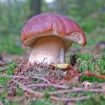 Boletus can also be poisonous