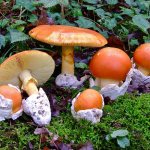 Царский гриб: описание, места произрастания, польза, рецепты