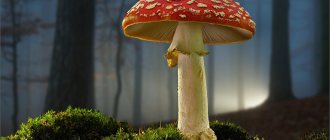 The Kingdom of Mushrooms is ancient, mysterious and attractive