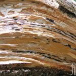 How dangerous is the mushroom Gymnopil pine?