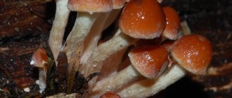 What is brick-red honey fungus?
