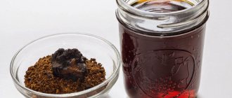 Miracle tea from birch chaga: 7 recipes for your health