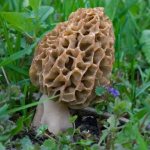 Morel harvest date in the Moscow region in 2020