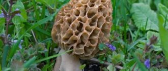 Morel harvest date in the Moscow region in 2020
