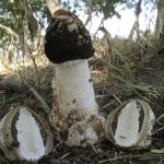 &#39;It&#39;s enough to look at the Veselka mushroom to understand why it is called a &quot;shamer&quot;&#39; width=&quot;800