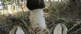 &#39;It&#39;s enough to look at the Veselka mushroom to understand why it is called a &quot;shamer&quot;&#39; width=&quot;800