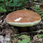 Advantages and disadvantages of hare mushroom