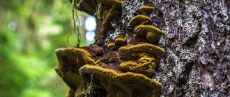 Древесные грибы-паразиты потребляют питательные вещества живых растений, поэтому они представляют реальную опасность для любого сада