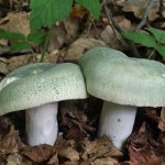 Two green russulas