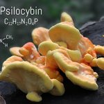 Эффекты псилоцибиновых грибов - Веримед