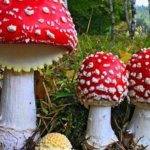 What happens if you eat a fly agaric?