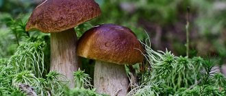 are there mushrooms in the Voronezh region today photo