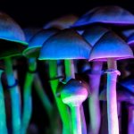 The phenomenon of glowing mushrooms