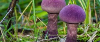 Purple mushroom - features and interesting facts