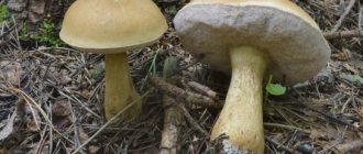 photo of false mushroom