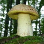 photo of a semi-white mushroom