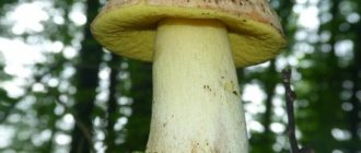 photo of a semi-white mushroom