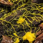 Where does the slime mold mushroom grow and can it be eaten?