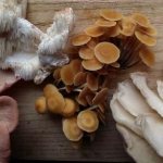 where do mushrooms grow