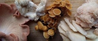 where do mushrooms grow