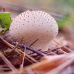 Is the puffball mushroom edible or not?