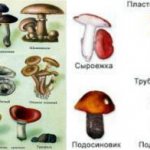 Is the oak mushroom edible or not? Boletus lur / 