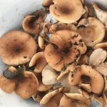 mushroom talker photo and description