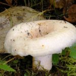 Mushroom milk mushroom