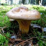 Mushroom barn