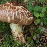 Matsutake mushroom - a rare and very expensive row for gourmets