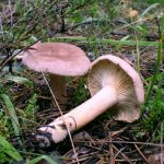 Milky gray-pink mushroom: edibility and possible harm