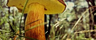 bosom mushroom