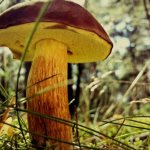bosom mushroom