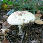 Mushroom Amanita lemon (toadstool), similar to a toadstool