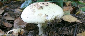 Mushroom Amanita lemon (toadstool), similar to a toadstool