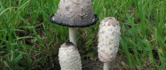 Dung mushroom