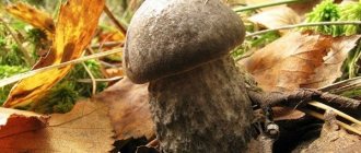 boletus mushroom