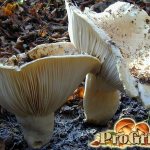 White podgrudok mushroom