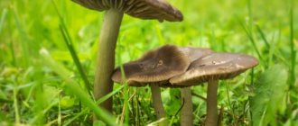 Mushroom Podslivnik