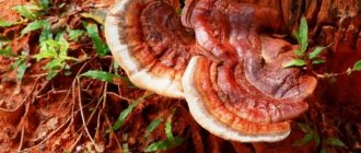 гриб рейши - фото и описание