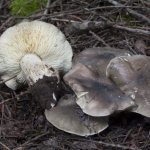 Soap row mushroom: to collect or not?